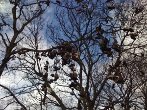 An inexplicably shoe-covered tree in Heaton, Newcastle